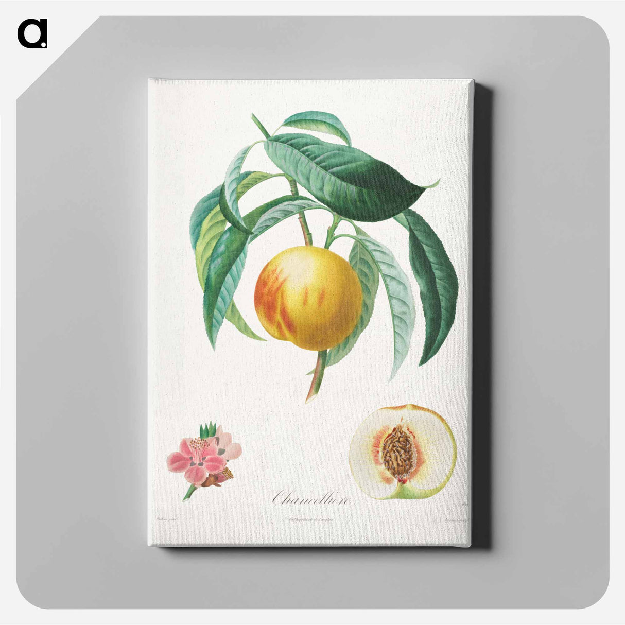 Traité des arbres fruitiers: Chancellière - アンリ ルイ デュアメル デュ モンソー Canvas.