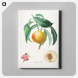 Traité des arbres fruitiers: Chancellière - アンリ ルイ デュアメル デュ モンソー Canvas.