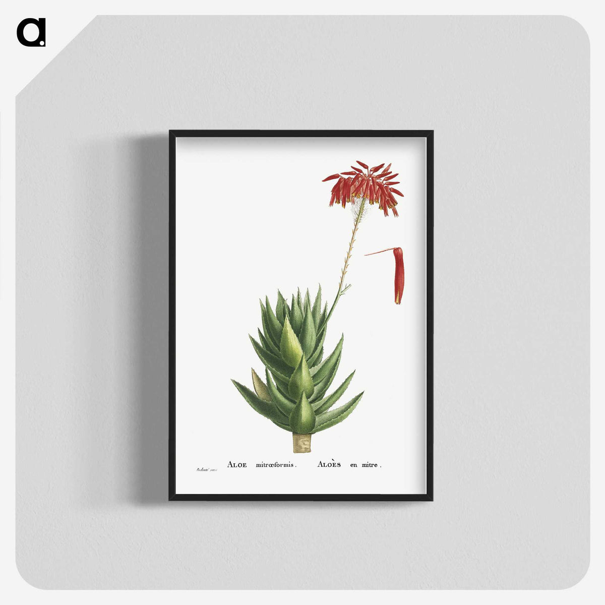 1-4_Histoire-des-Plantes-Grasses_blk-crop