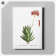 1-4_Histoire-des-Plantes-Grasses_canvas