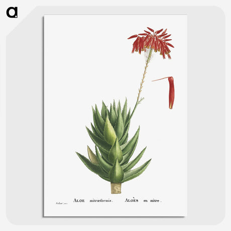 1-4_Histoire-des-Plantes-Grasses_picture-crop