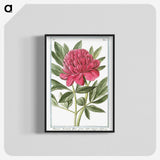 1-4_Hortus-Romanus-Botanical-Plates_blk-crop