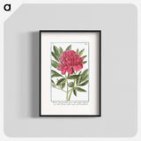 1-4_Hortus-Romanus-Botanical-Plates_blk
