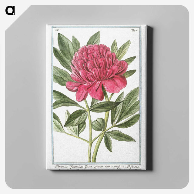 1-4_Hortus-Romanus-Botanical-Plates_canvas