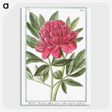 1-4_Hortus-Romanus-Botanical-Plates_picture-crop