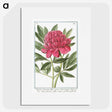 1-4_Hortus-Romanus-Botanical-Plates_picture
