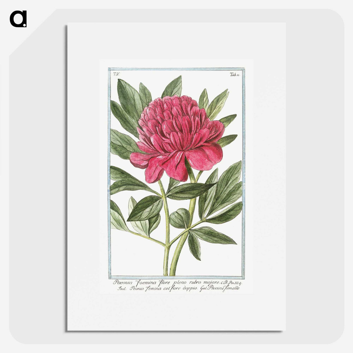 1-4_Hortus-Romanus-Botanical-Plates_picture