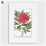 1-4_Hortus-Romanus-Botanical-Plates_picture