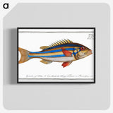1-4_Ichtyologie-ou-Histoire-naturelle_blk-crop