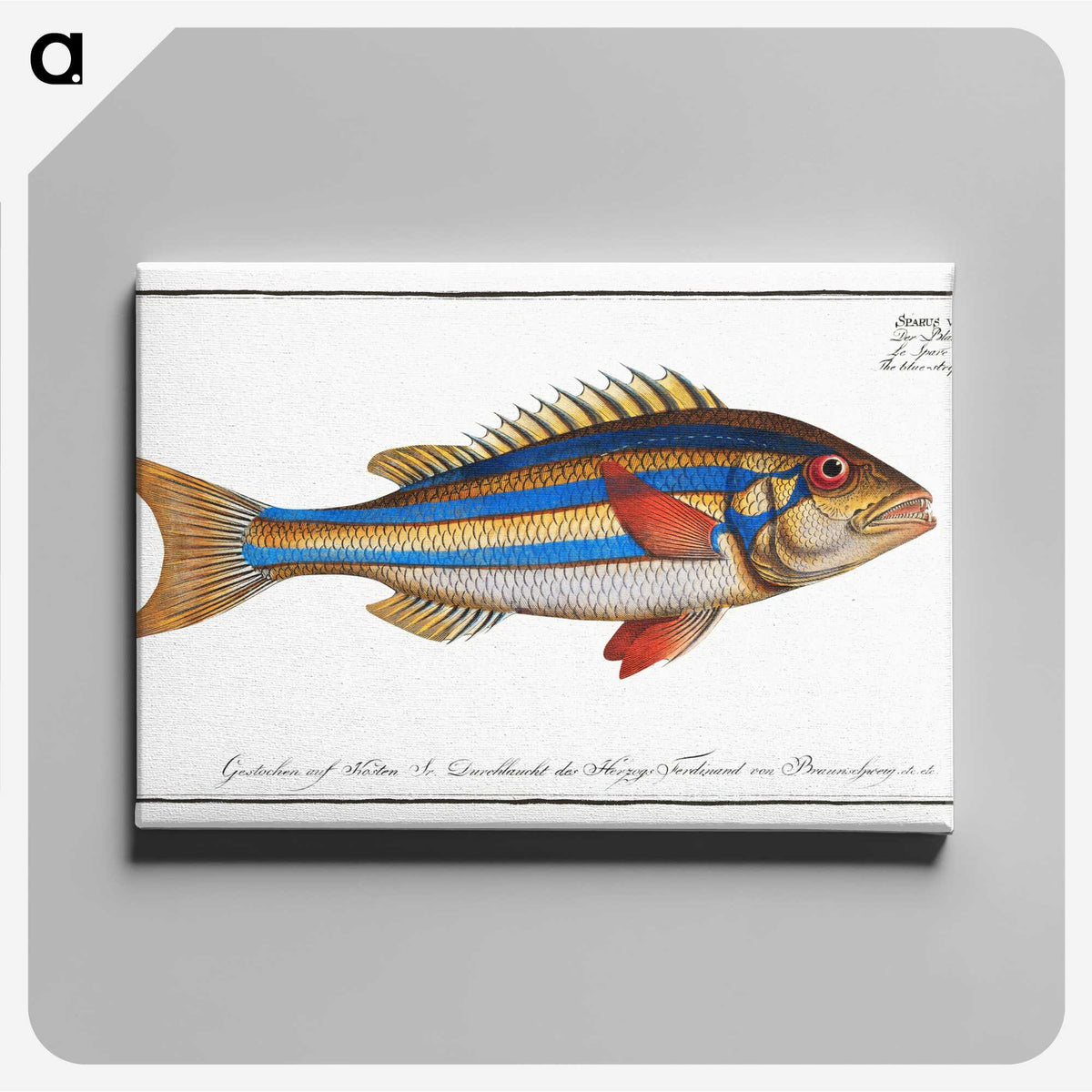 1-4_Ichtyologie-ou-Histoire-naturelle_canvas