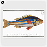 1-4_Ichtyologie-ou-Histoire-naturelle_picture-crop