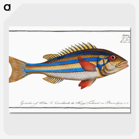1-4_Ichtyologie-ou-Histoire-naturelle_picture-crop