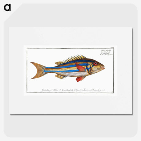 1-4_Ichtyologie-ou-Histoire-naturelle_picture