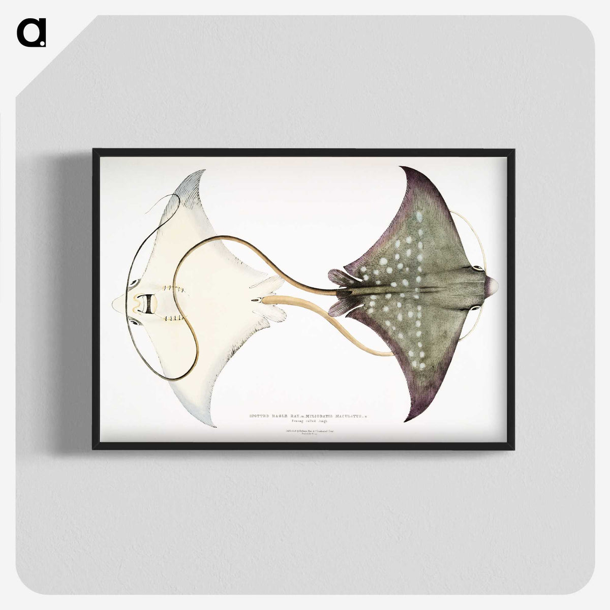 1-4_Indian-Zoology_blk-crop