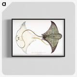1-4_Indian-Zoology_blk-crop