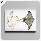 1-4_Indian-Zoology_canvas