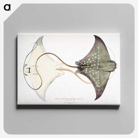 1-4_Indian-Zoology_canvas
