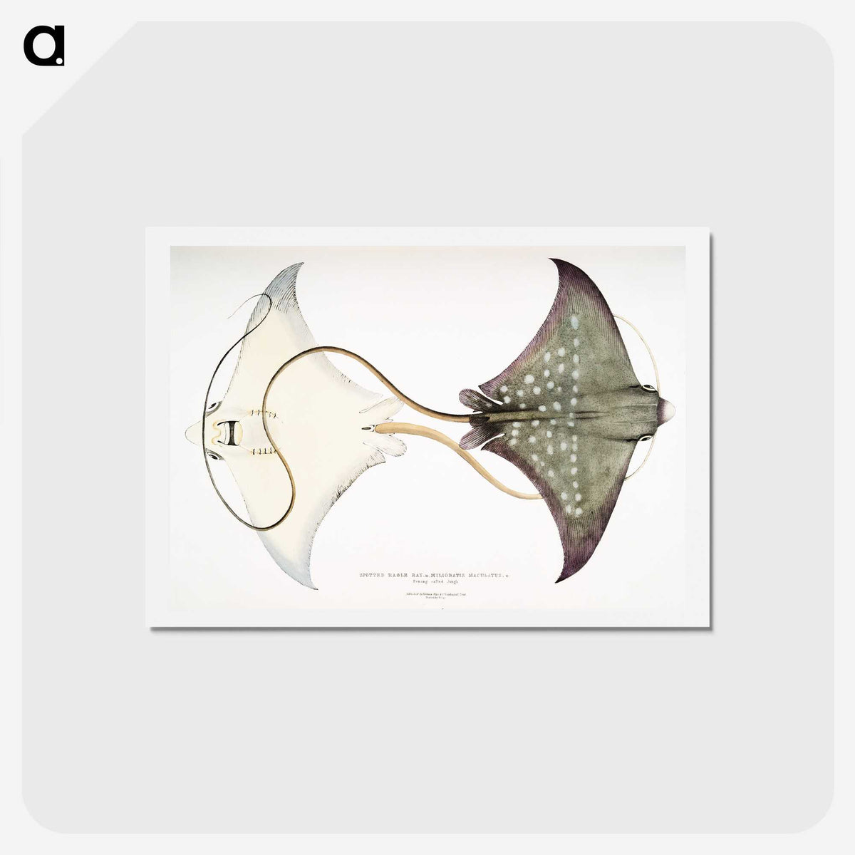 1-4_Indian-Zoology_hagaki