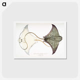 1-4_Indian-Zoology_hagaki