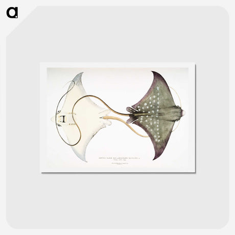 1-4_Indian-Zoology_hagaki