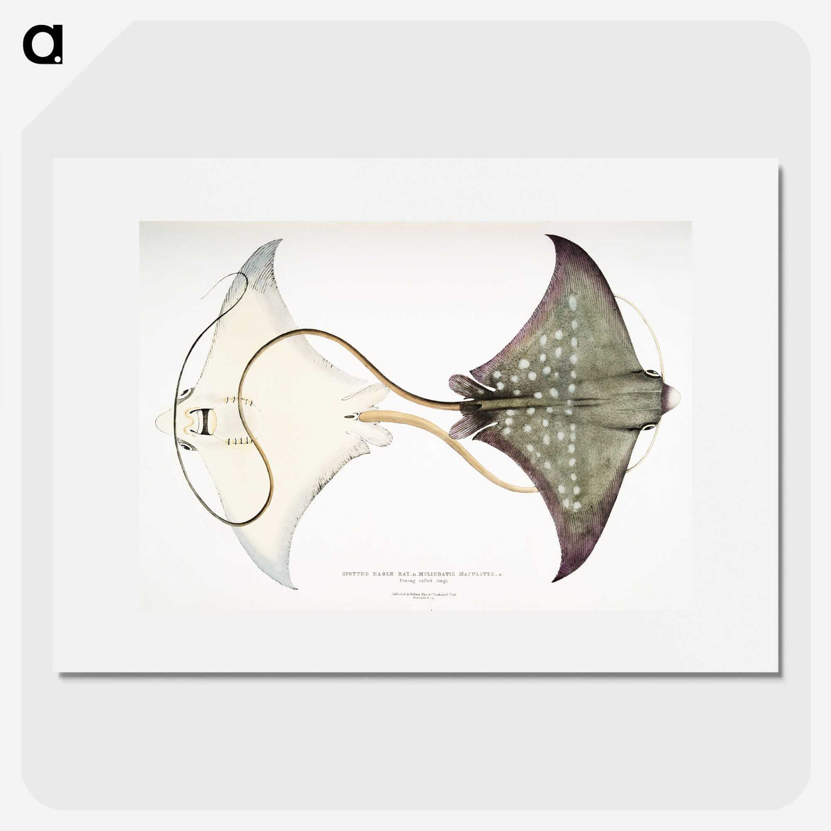 1-4_Indian-Zoology_picture