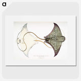 1-4_Indian-Zoology_picture