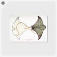 1-4_Indian-Zoology_postcard