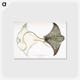 1-4_Indian-Zoology_postcard