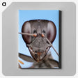 1-4_Insects-Unlocked-Project_canvas