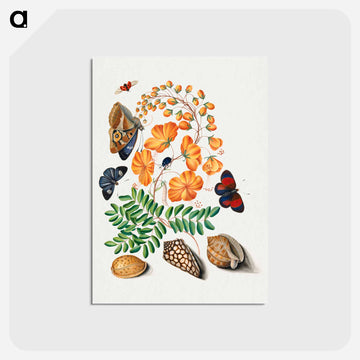 Blackburne's Natural History Cabinet
 - ジェームズ ボルトン Postcard.