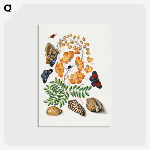 Blackburne's Natural History Cabinet
 - ジェームズ ボルトン Postcard.
