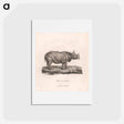アートポストカード-Rhinoceros of Africa
 - ジェームス ヒース Postcard.