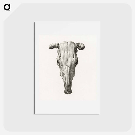 アートポストカード-Skull of a cow - ジャン ベルナール Postcard.