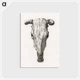 アートポストカード-Skull of a cow - ジャン ベルナール Postcard.