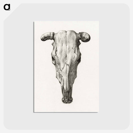 アートポストカード-Skull of a cow - ジャン ベルナール Postcard.