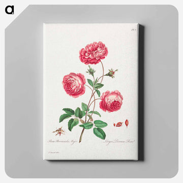 Larger Provence Rose
 - ジョン エドワーズ Canvas.