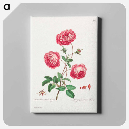 Larger Provence Rose
 - ジョン エドワーズ Canvas.