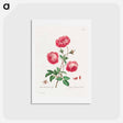 アートポストカード-Larger Provence Rose
 - ジョン エドワーズ Postcard.