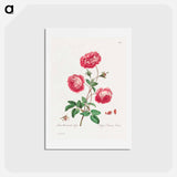 アートポストカード-Larger Provence Rose
 - ジョン エドワーズ Postcard.