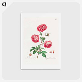 アートポストカード-Larger Provence Rose
 - ジョン エドワーズ Postcard.