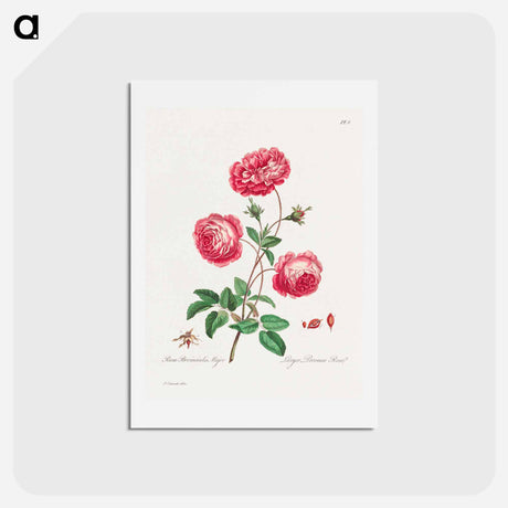 アートポストカード-Larger Provence Rose
 - ジョン エドワーズ Postcard.