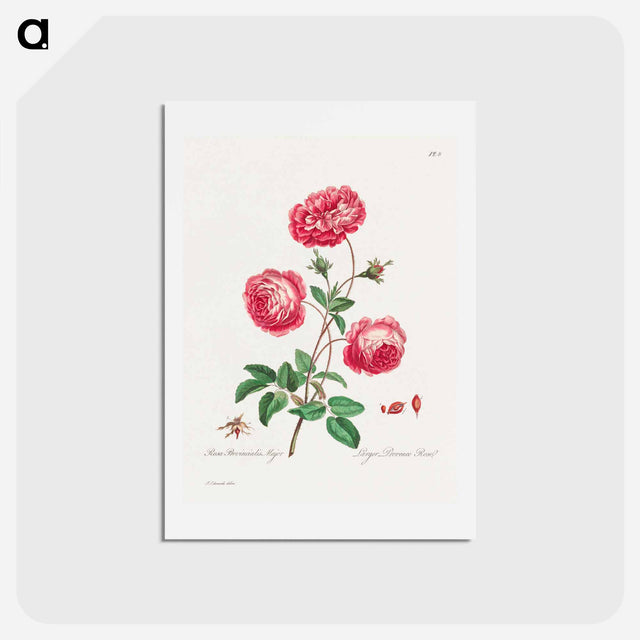 アートポストカード-Larger Provence Rose
 - ジョン エドワーズ Postcard.
