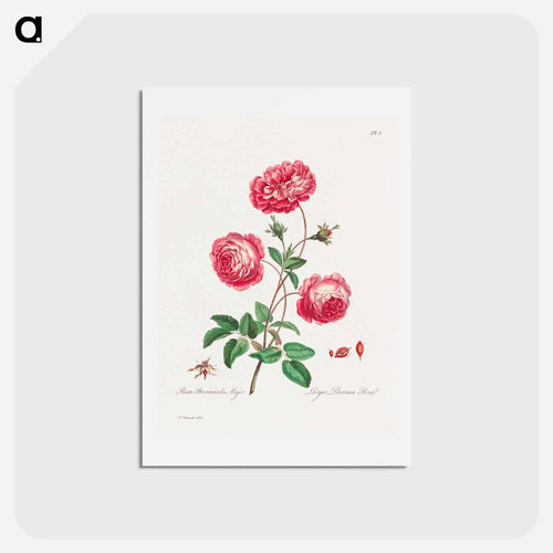 Larger Provence Rose
 - ジョン エドワーズ Postcard.