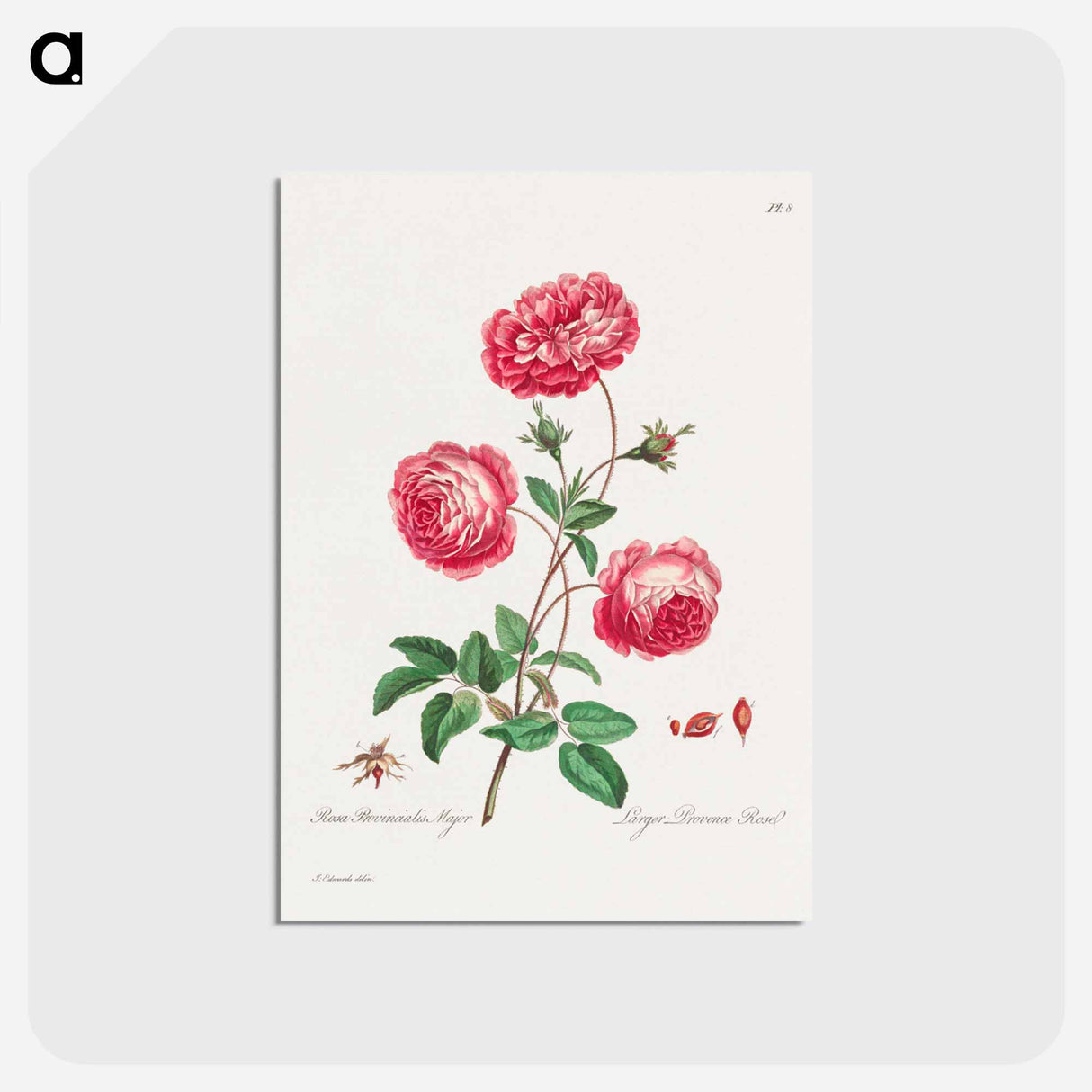 アートポストカード-Larger Provence Rose
 - ジョン エドワーズ Postcard.