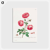 アートポストカード-Larger Provence Rose
 - ジョン エドワーズ Postcard.
