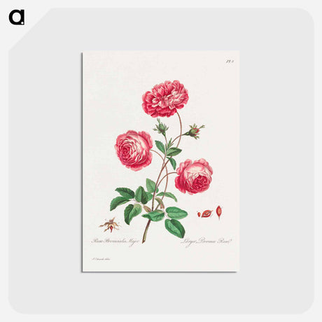 アートポストカード-Larger Provence Rose
 - ジョン エドワーズ Postcard.