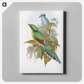 1-4_John-Gould_canvas