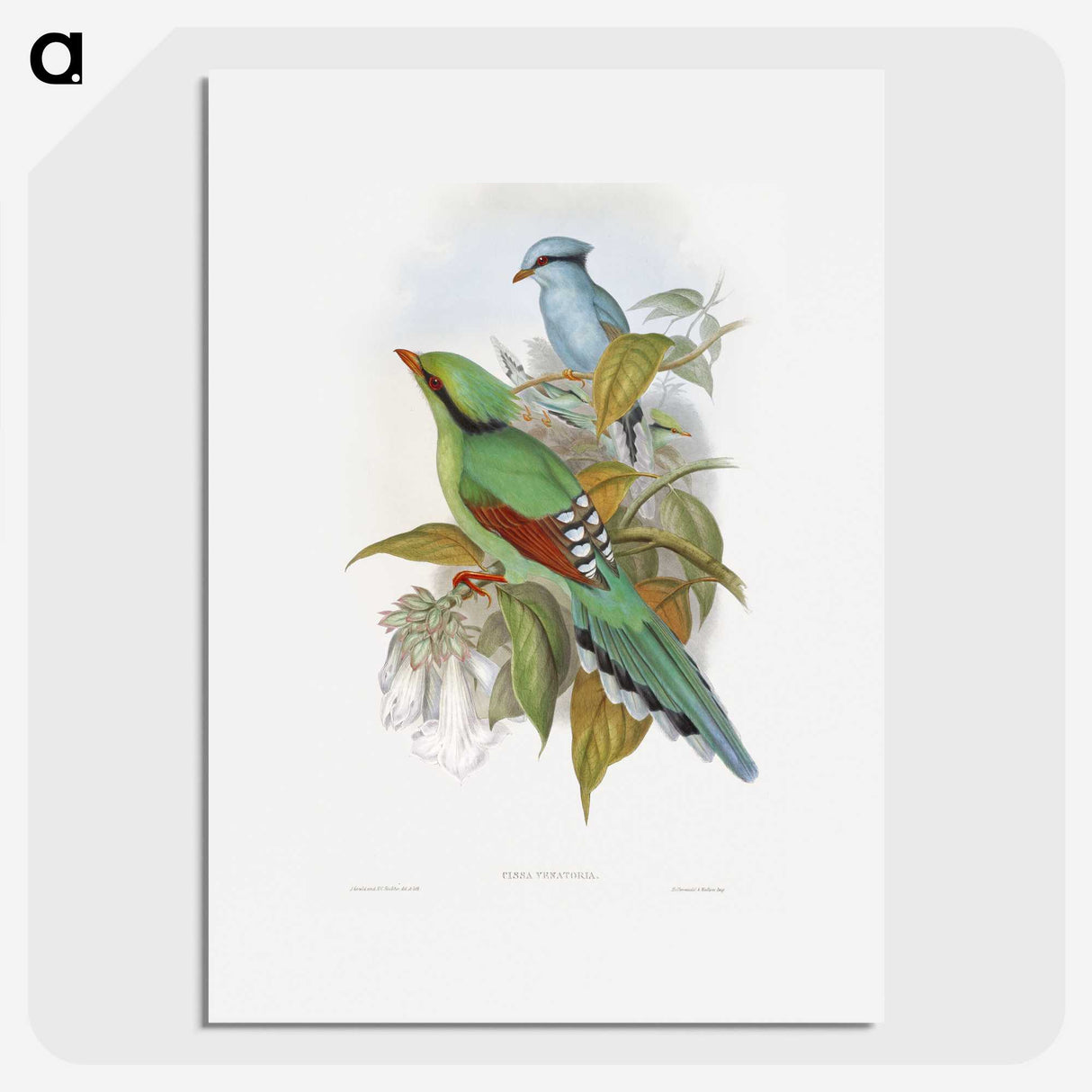1-4_John-Gould_picture