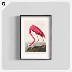 アートポスター-Pink Flamingo
 - ジョン ジェームス オーデュボン Poster.