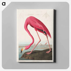 アートパネル-Pink Flamingo
 - ジョン ジェームス オーデュボン Canvas.